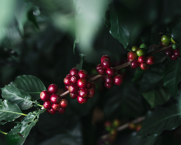 Exploring the Coffee Regions of Kenya – Where the Magic Happens