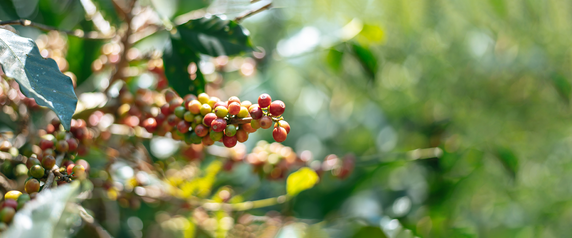 slider image slider_item_fEJVR9